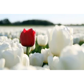 Red Tulip Flower
